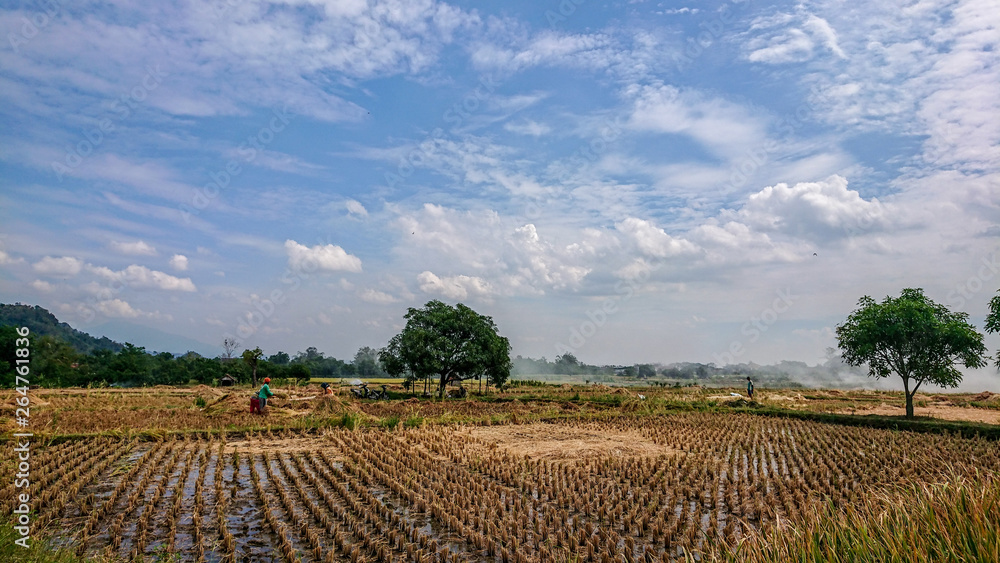 Rice field, beautiful cloud wallpaper 