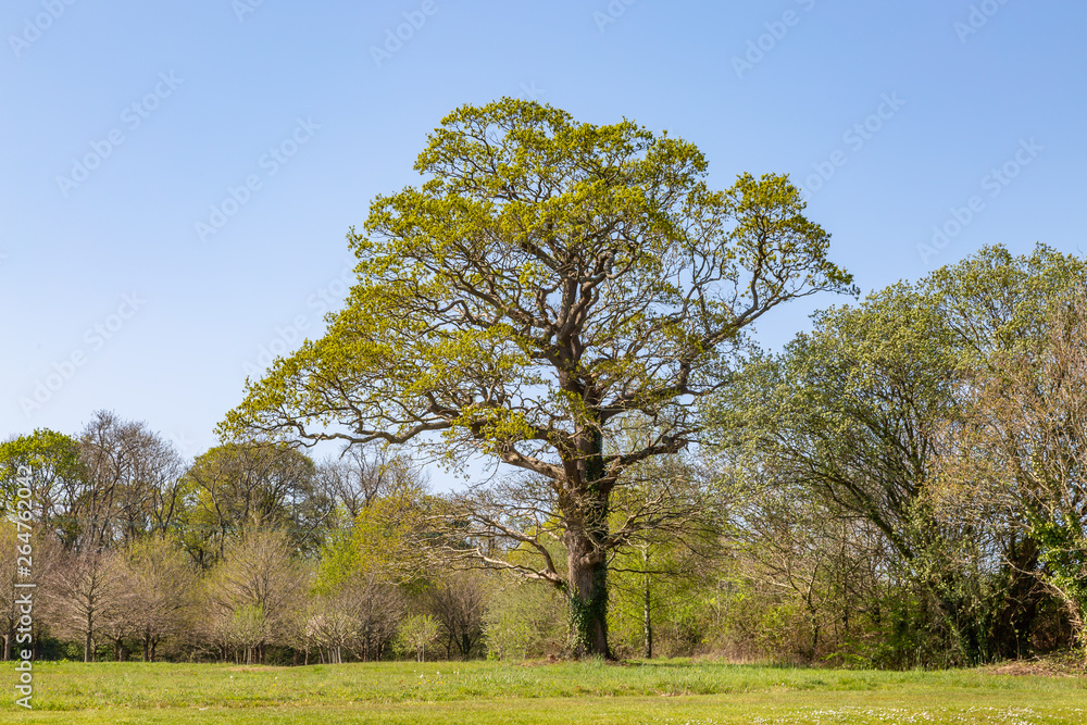 A tree in the Isle of Wight countryside on a sunny spring day A tree in the Isle of Wight countryside on a sunny spring day