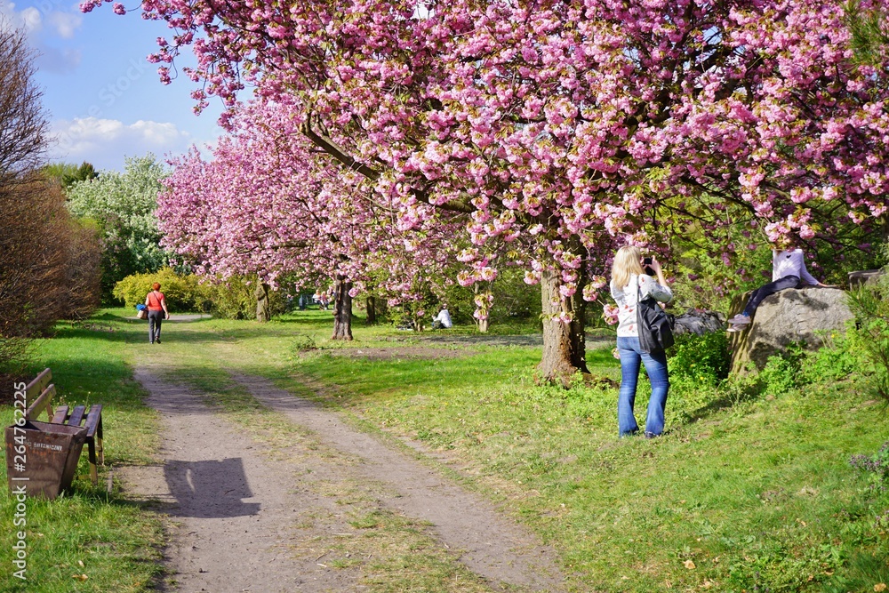 Pink flowering tree over nature background - prunus serrulata - Spring tree - young woman is taking a picture Pink flowering tree over nature background - prunus serrulata - Spring tree - young woman is taking a picture