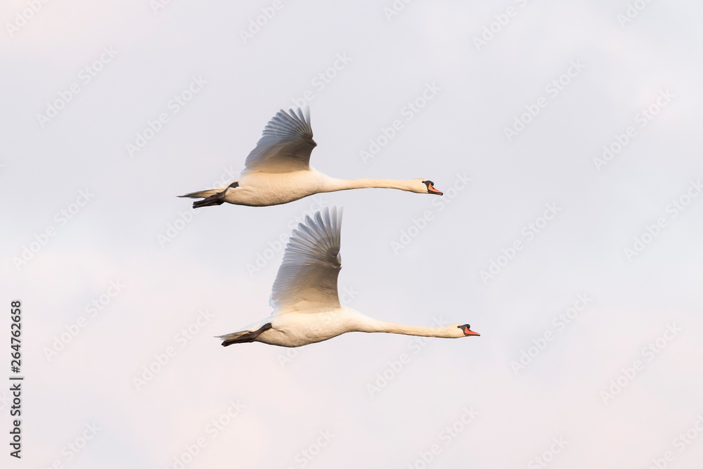 Obraz premium Flying Mute Swans, Cygnus olor, Germany, Europe