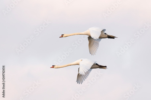 Flying Mute Swans, Cygnus olor, Germany, Europe
