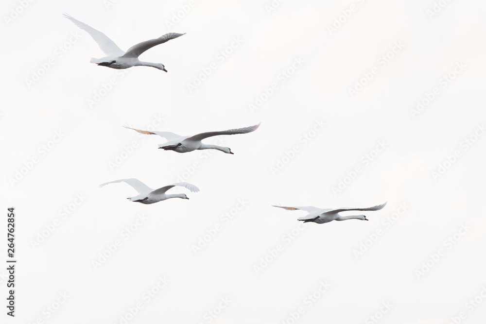 Obraz premium Flying Mute Swans, Cygnus olor, Germany, Europe