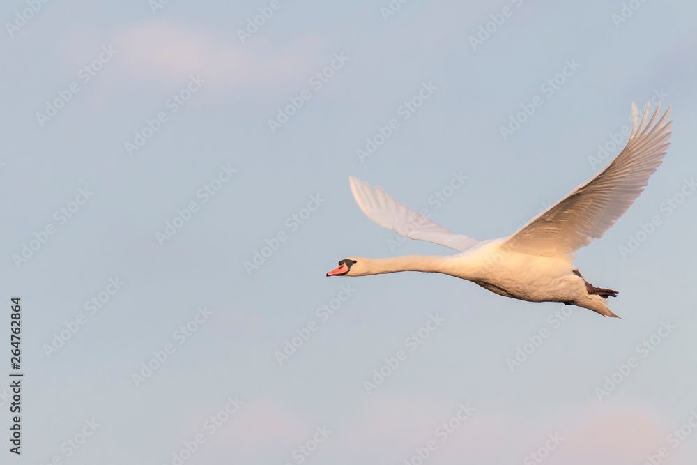 Fototapeta premium Flying Mute Swan, Cygnus olor, Germany, Europe