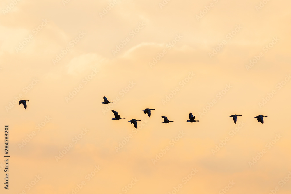 Flying Greylag Geese at Sunset, Germany, Europe