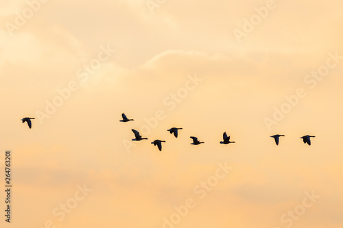 Flying Greylag Geese at Sunset, Germany, Europe © Ana Gram