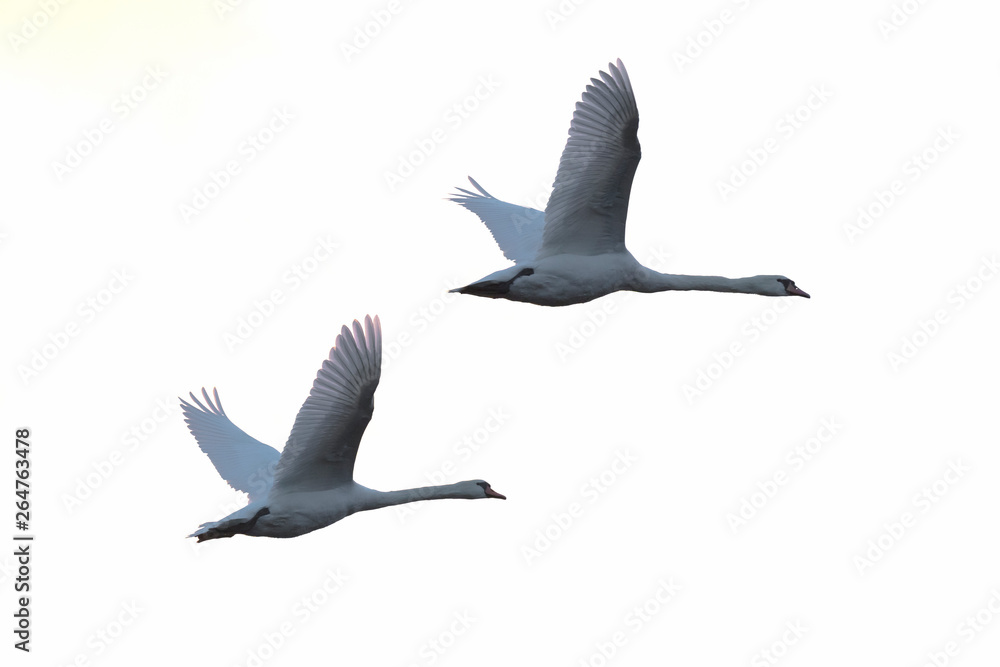 Obraz premium Flying Mute Swans, Cygnus olor, Germany, Europe