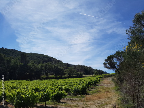 Fields in Provence in the summer