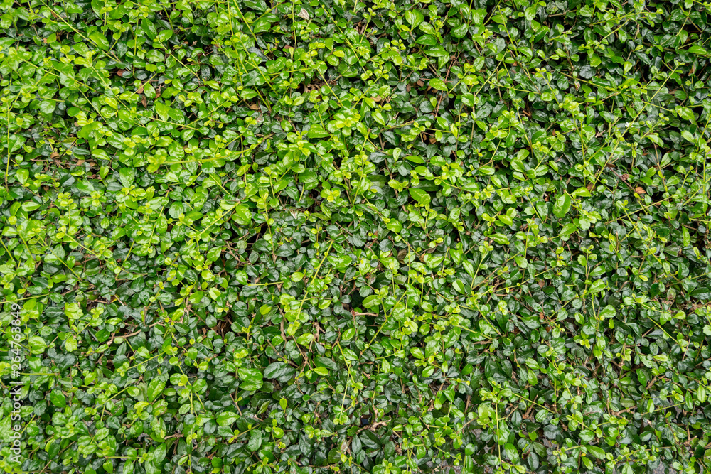 Natural green leaf wall texture for backdrop. Natural green leaf wall texture for backdrop.