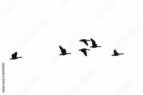 Flying Greylag Geese, Germany, Europe © Ana Gram
