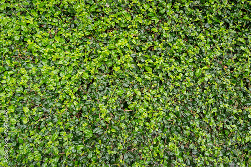 Natural green leaf wall texture for backdrop.