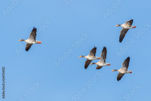 Greylag geese, Anser anser, Germany, Europe © Ana Gram