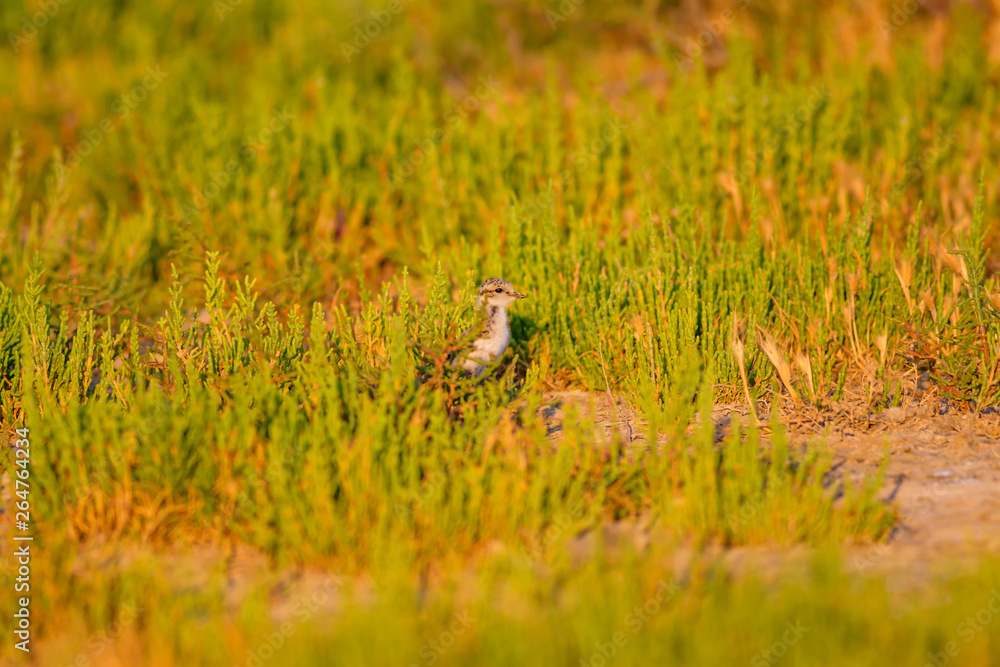 Cute baby bird. Green nature background. Bird: Common Ringed Plover. Charadrius hiaticula Cute baby bird. Green nature background. Bird: Common Ringed Plover. Charadrius hiaticula