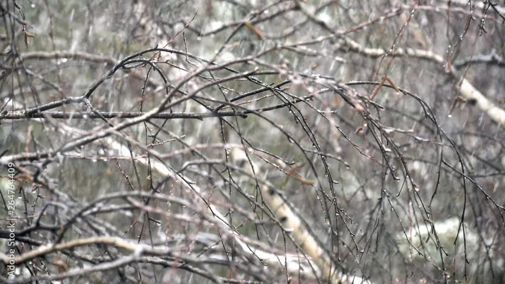 Snowflakes falling on the background of birch branches. Snowflakes falling on the background of birch branches.
