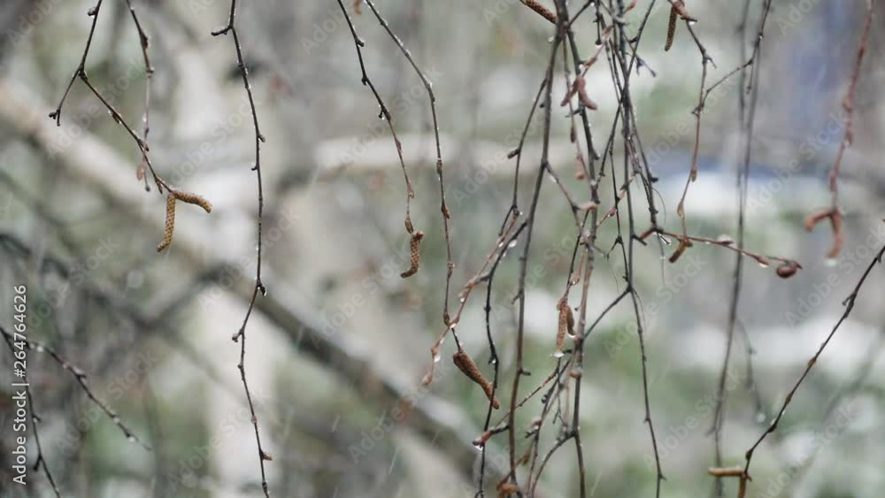 Snowflakes falling on the background of birch branches. Snowflakes falling on the background of birch branches.