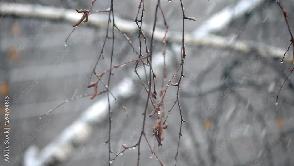 Snowflakes falling on the background of birch branches. Snowflakes falling on the background of birch branches.