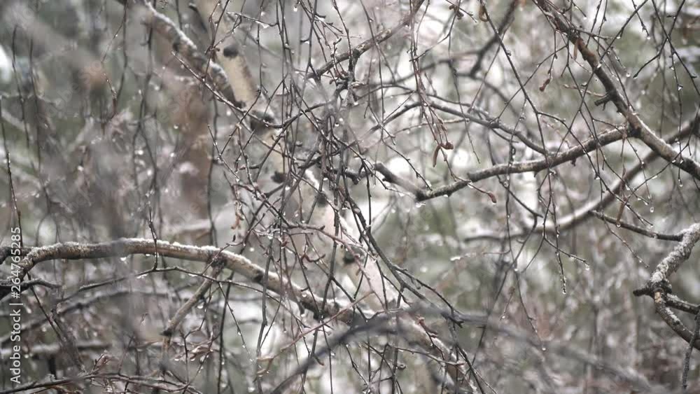Snowflakes falling on the background of birch branches. Snowflakes falling on the background of birch branches.