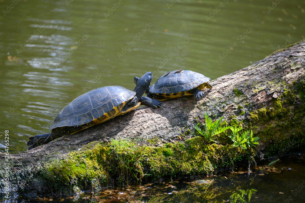 Wasserschildkröten Wasserschildkröten