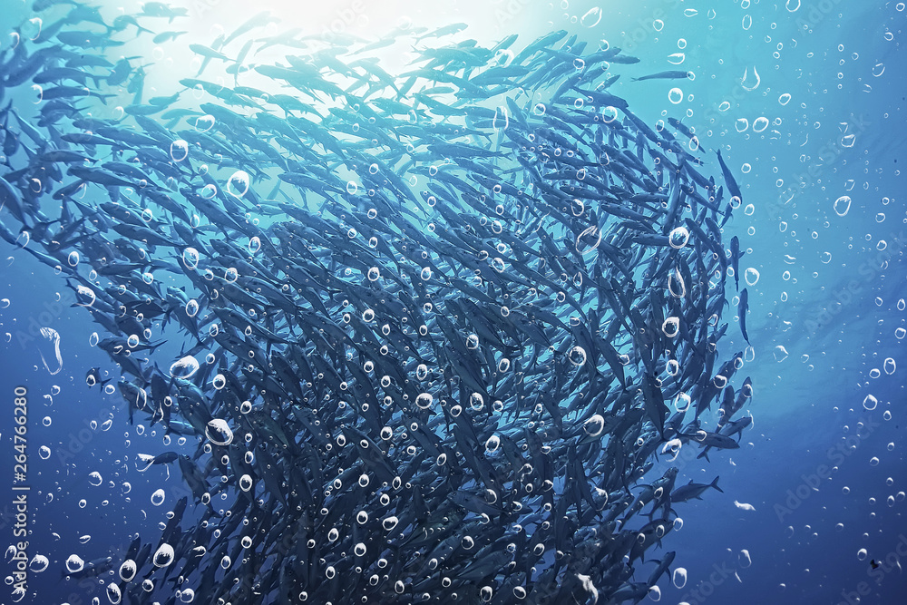 Naklejka premium background underwater air bubbles reef / abstract sea background, diving, nature, ocean