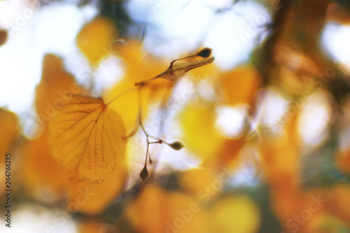 autumn leaves background   yellow leaves in autumn park tree branches with falling leaves. Blurred background concept autumn. Indian summer. Branches of a tree covered with orange foliage.