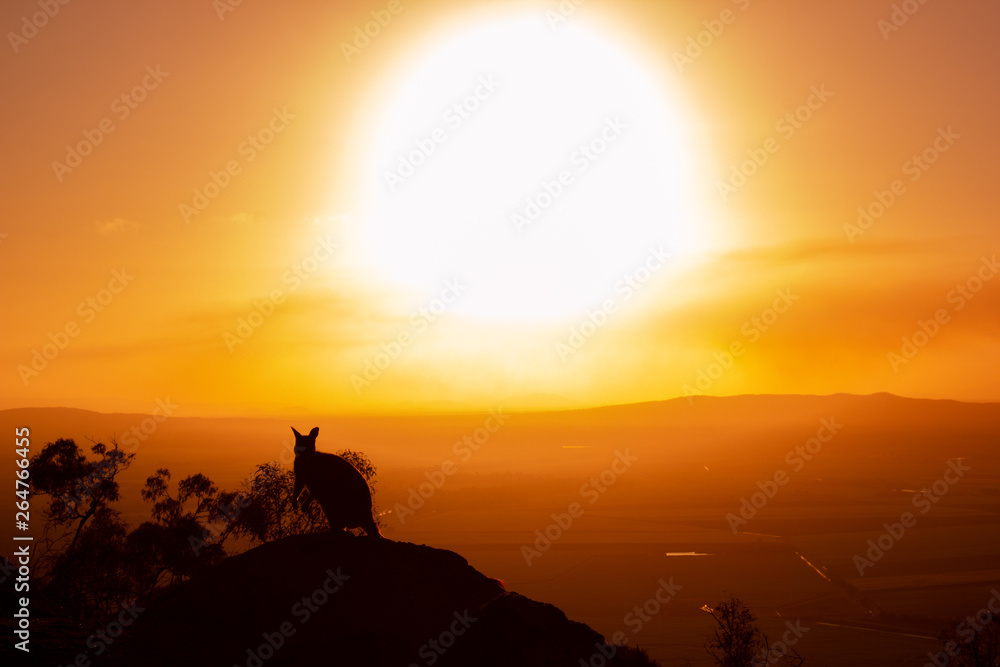 silhouette of a Kangaroo on a rock with a beautiful sunset in the background. The animal is looking towards camera. Queensland, Australia