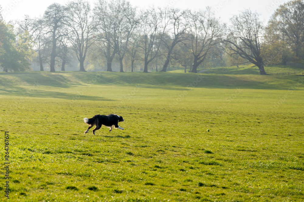 Border collie dog running get a ball in the park in the morning. Border collie dog running get a ball in the park in the morning.
