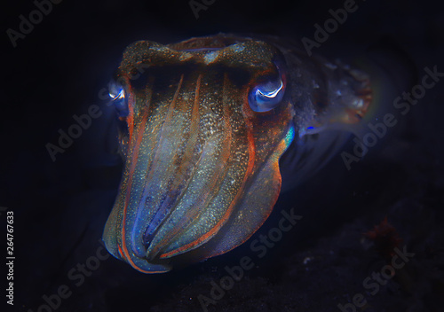 cuttlefish underwater / underwater world, marine life wildlife animal diving in the Pacific Ocean photo