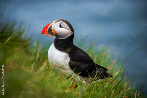 Atlantic puffin also know as common puffin is a species of seabird in the auk family. Iceland, Norway, Faroe Islands, Newfoundland and Labrador in Canada are known to be large colony of this puffin.