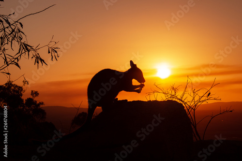 silhouette of a Kangaroo on a rock with a beautiful sunset in the background. The animal is eating food. Queensland  Australia