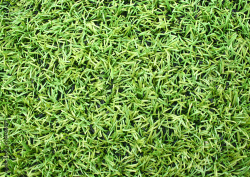 Natured green grass field texture backdrop background