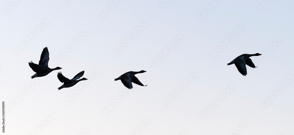 Fototapeta premium Greylag geese, Germany, Europe