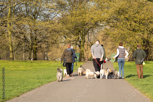 Photography Happy group of people walking with dogs in the park.