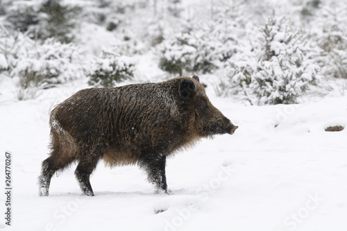 Wild boar (Sus scrofa), Tusker, Germany, Europe