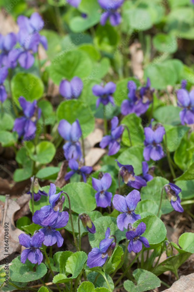 Viola palustris (marsh violet) Stock Photo | Adobe Stock