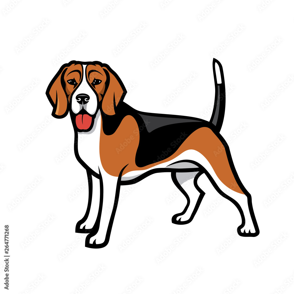 Beagle dog - isolated