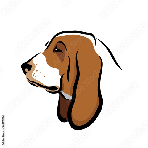 Basset hound dog - isolated