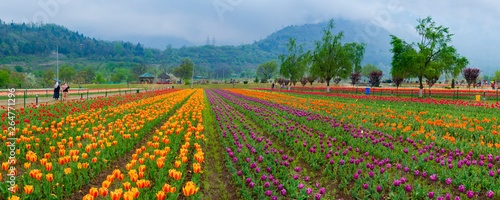 Beautiful tulip flowers is a veritable Eden in Indira Gandhi Memorial Tulip Garden Srinagar is Asia’s largest such garden at Srinagar, Jammu and Kashmir, India photo