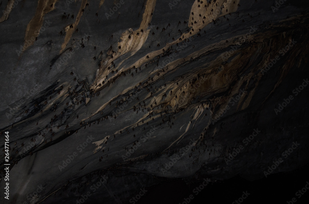 Bats in a cave. Vacation in Asia. Bats in a cave. Vacation in Asia.