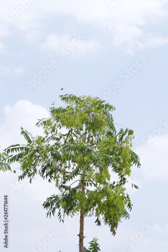 HD TREE