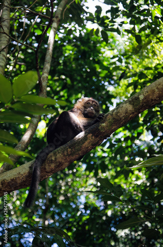 A tropical forest. Little monkey on a tree.