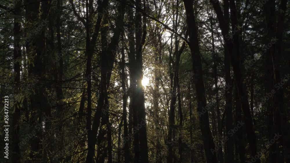Sunlight peaking through lush green forest panning left to right  Portland, Oregon