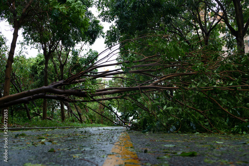 broken tree fell down on the road after a strong storm went through photo