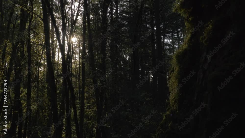 Sunlight peaking through lush green forest with moss covered tree in foreground Portland, Oregon Sunlight peaking through lush green forest with moss covered tree in foreground Portland, Oregon