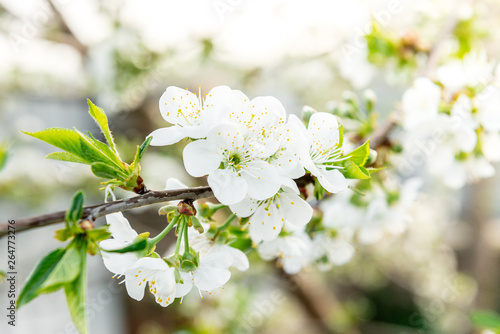 Spring branches of blossoming tree. Cherry tree in white flowers. Blurring background