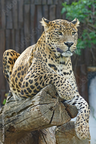 Leopard - [Panthera pardus]