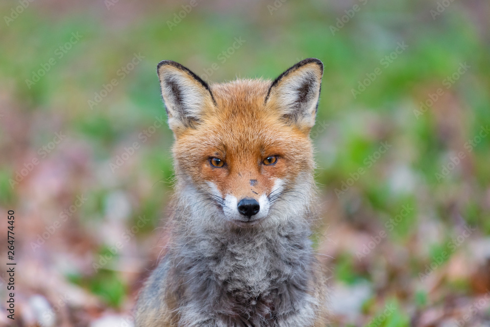 Red Fox (Vulpes vulpes), Germany, Europe