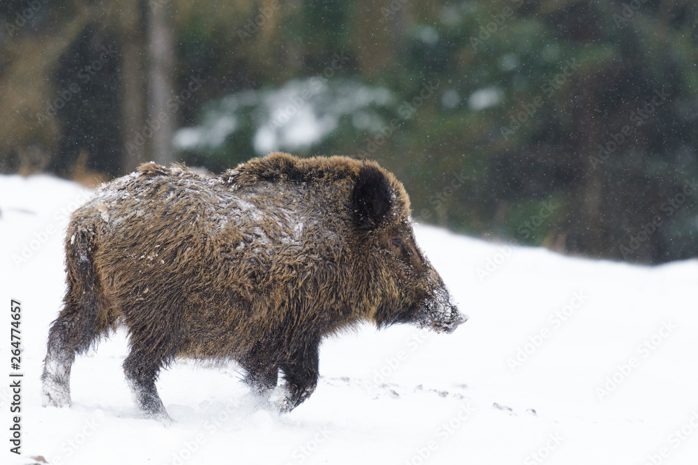Wild boar (Sus scrofa) at Snowfall, Germany, Europe Wild boar (Sus scrofa) at Snowfall, Germany, Europe
