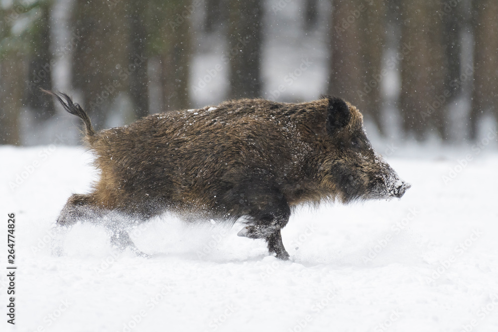 Runing Wild boar (Sus scrofa) at Snowfall, Germany, Europe Runing Wild boar (Sus scrofa) at Snowfall, Germany, Europe