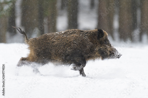 Fotografia Runing Wild boar (Sus scrofa) at Snowfall, Germany, Europe