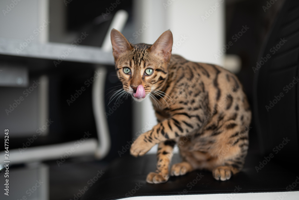 young bengal cat sitting on a black chair next to dining table grooming itself sticking out tongue looking at camera