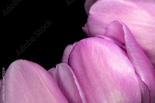 Wallpaper Mural Beautiful Pink Tulip on Black Background Close Up Torontodigital.ca